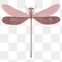 Pink dragonfly png insect sticker, transparent background