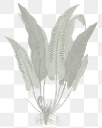 PNG hart's-tongue fern sticker, transparent background