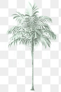 PNG vintage palm tree sticker, transparent background