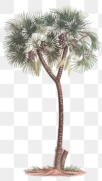 Date palm png vintage plant sticker, transparent background