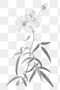 Flower drawing png vintage sticker, transparent background