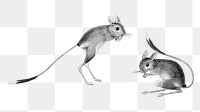 Jerboa png animal sticker, transparent background