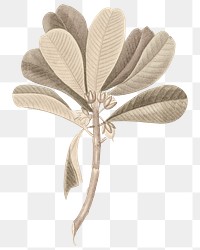 Sapodilla leaf png vintage botanical sticker, transparent background