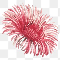 Red flower drawing png vintage sticker, transparent background