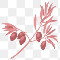 PNG red olive branch sticker, transparent background