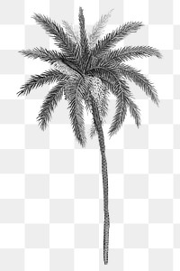 PNG black palm tree sticker, transparent background