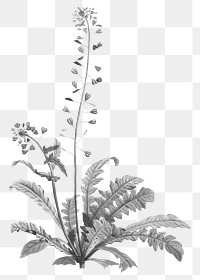 Shepherd's purse png vintage plant sticker, transparent background