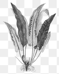 Black plant png hart's-tongue fern sticker, transparent background