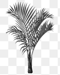 Palm tree png black sticker, transparent background