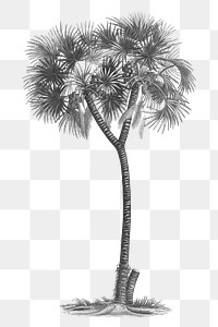 Date palm png vintage plant sticker, transparent background