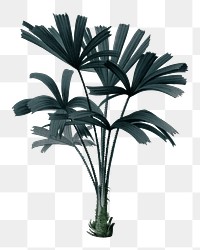 PNG mangrove fan palm sticker, transparent background