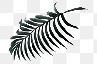 Palm leaf png vintage plant sticker, transparent background