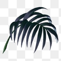 Palm leaf png tropical plant sticker, transparent background