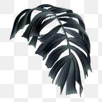 Fishtail palm png leaf sticker, transparent background