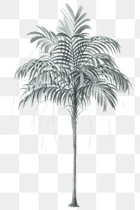 PNG vintage palm tree sticker, transparent background