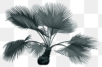 Palm tree png tropical sticker, transparent background