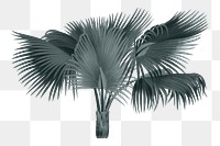 PNG vintage palm tree sticker, transparent background