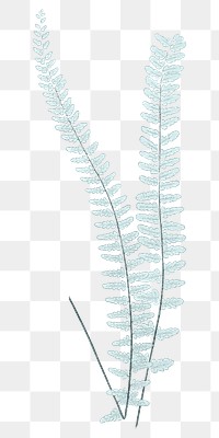 Fern leaf png vintage botanical sticker, transparent background