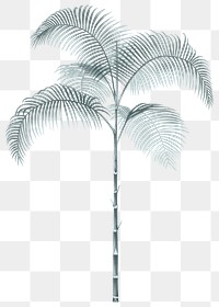 Palm tree png tropical sticker, transparent background