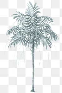PNG vintage palm tree sticker, transparent background
