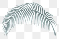 Palm leaf png vintage plant sticker, transparent background