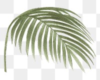 Palm leaf png tropical plant sticker, transparent background