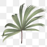 PNG mangrove fan palm leaf sticker, transparent background