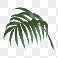 Palm leaf png tropical plant sticker, transparent background