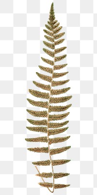 Vntage botanical png fern leaf sticker, transparent background