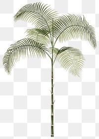 PNG vintage palm tree sticker, transparent background