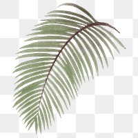 Palm leaf png tropical plant sticker, transparent background