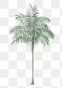 PNG vintage palm tree sticker, transparent background