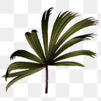 Palm leaf png sticker, transparent background