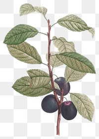 Olive drawing png vintage plant sticker, transparent background