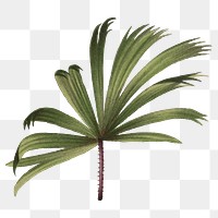 Palm leaf png sticker, transparent background