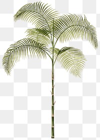 Palm tree png tropical sticker, transparent background