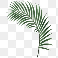 Palm leaf png tropical plant sticker, transparent background