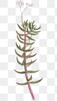 Plant png miniature pine tree sticker, transparent background