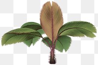 Palm tree png vintage sticker, transparent background