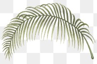 Palm leaf png vintage plant sticker, transparent background