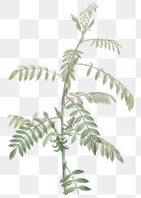 Vintage leaf png indigo plant sticker, transparent background