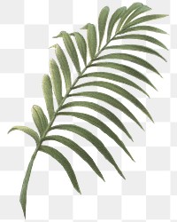 Palm leaf png tropical plant sticker, transparent background