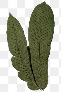 Vintage leaf png fern sticker, transparent background