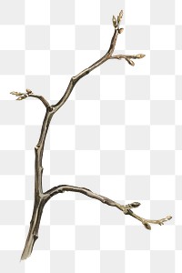 Branch drawing png vintage sticker, transparent background