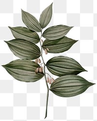 Leaf png solomon's seal drawing sticker, transparent background