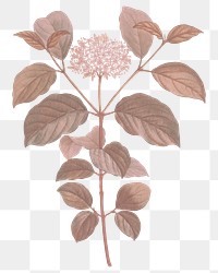 Pink flower png dogwood sticker, transparent background