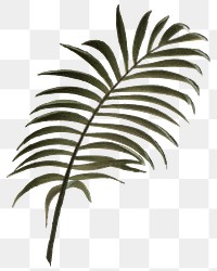 Palm leaf png vintage plant sticker, transparent background