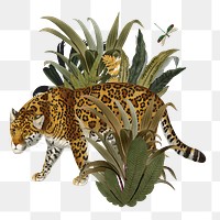 Vintage jaguar png tiger sticker, transparent background