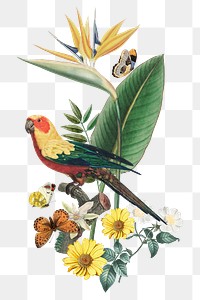 Sun parakeet bird png sticker, transparent background