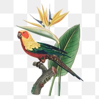 Sun parakeet bird png sticker, transparent background